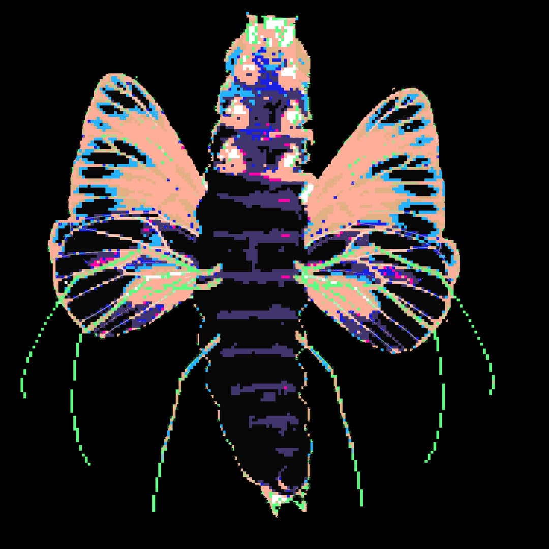 Soil Angel