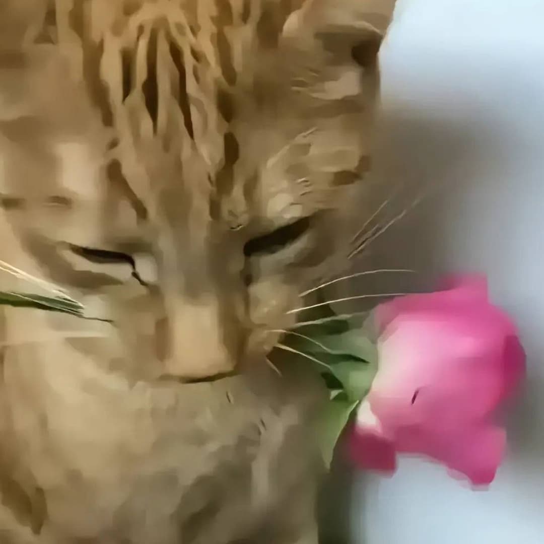 соло
