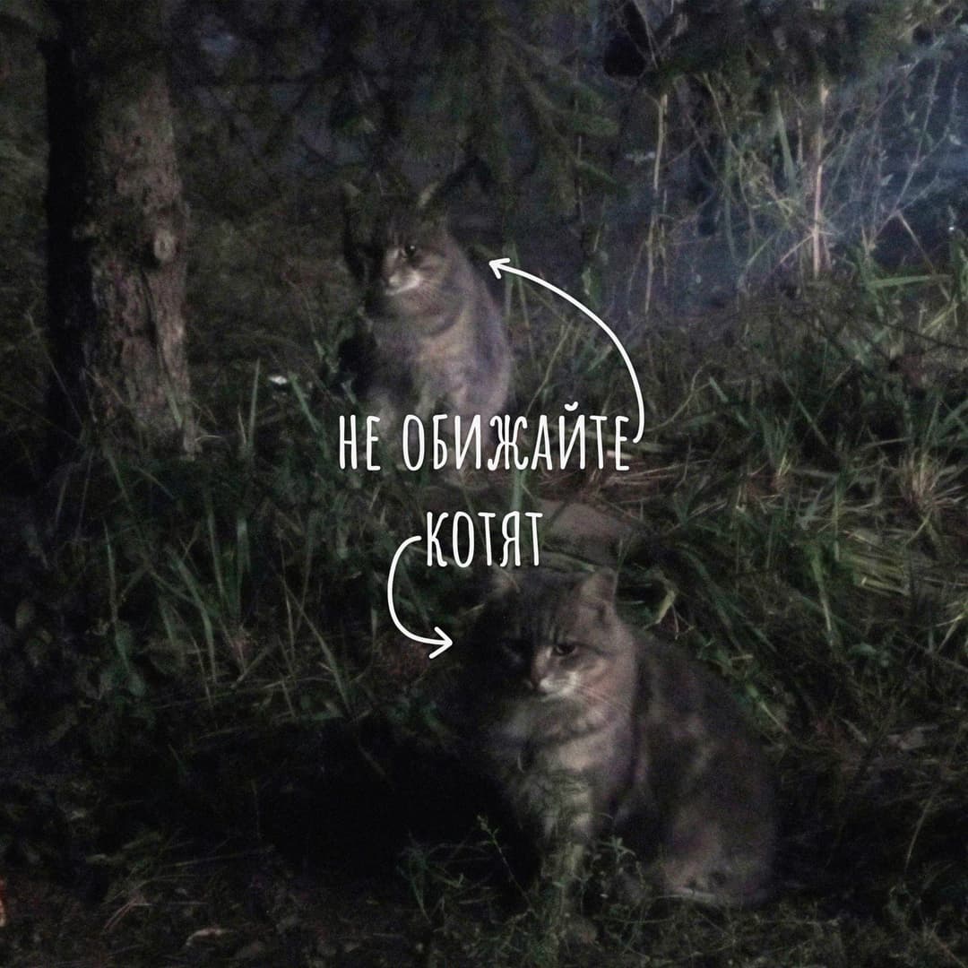 не обижайте котят