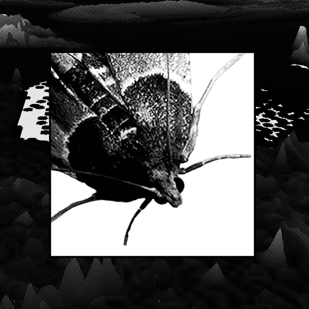 Mothtime