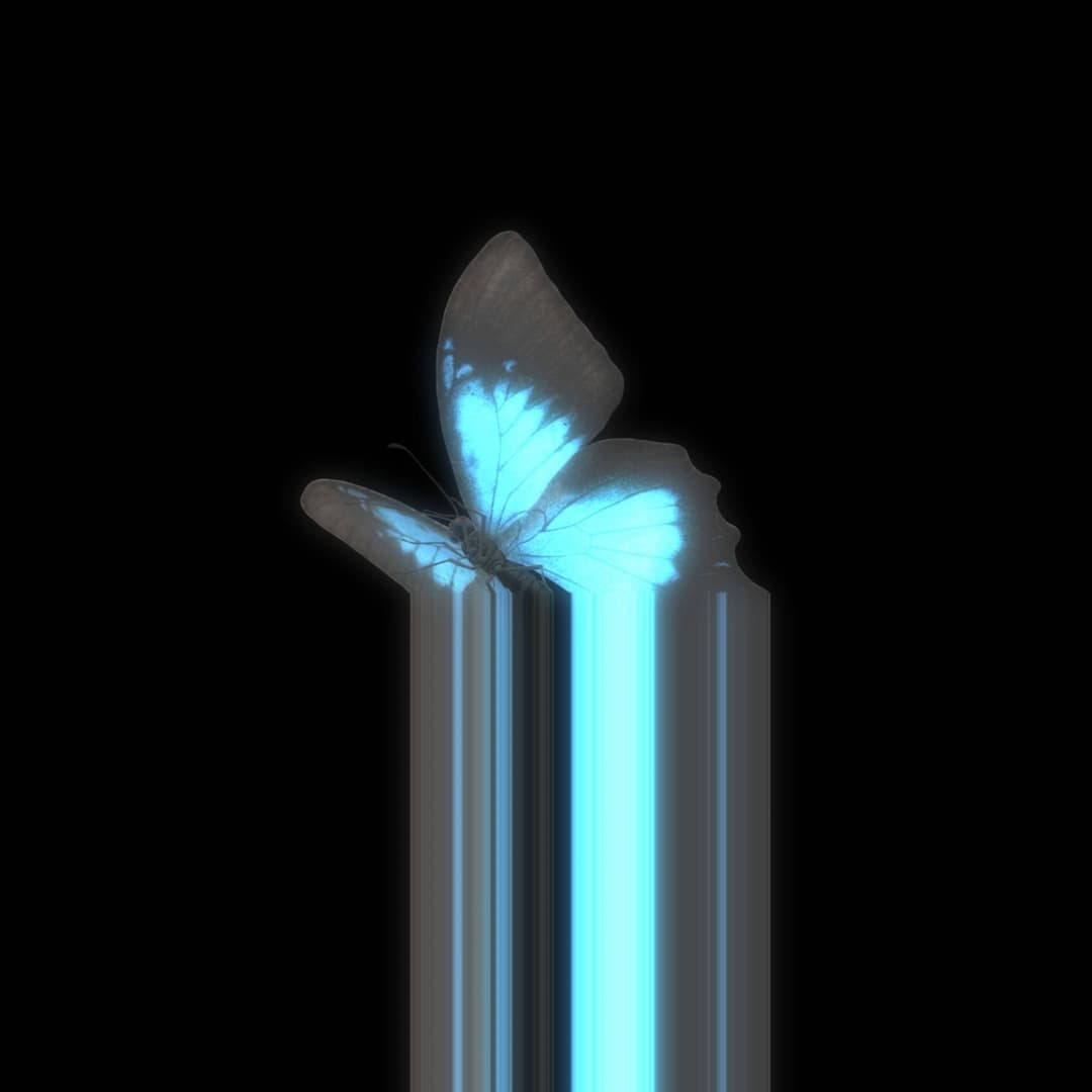 INSECT