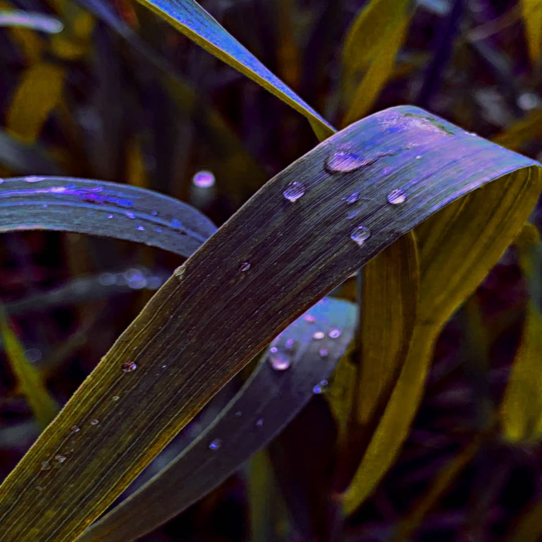 SHADOW FIN